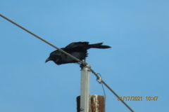 Corvus brachyrhynchos