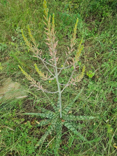Aloe vandermerwei