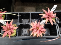 Cryptanthus bivittatus