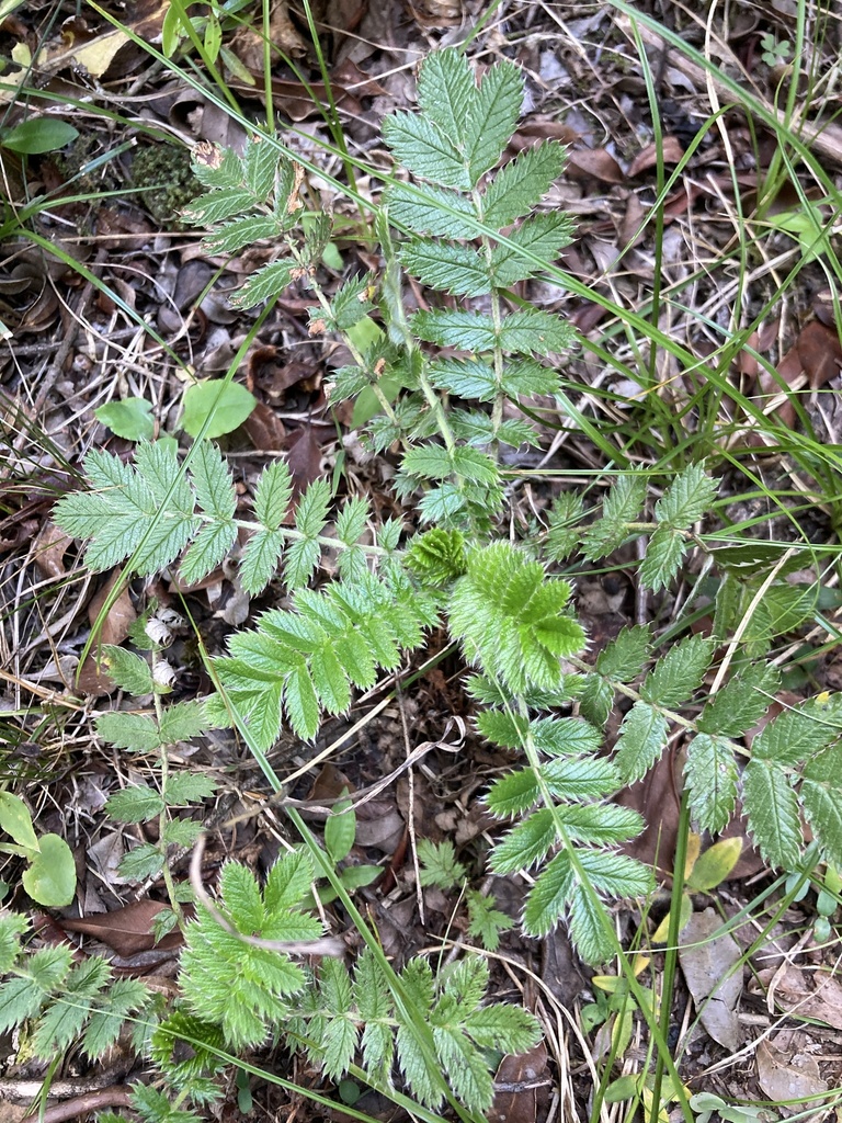 Acaena eupatoria