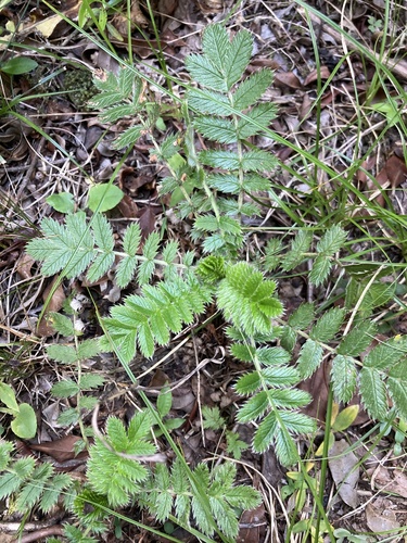 Acaena eupatoria