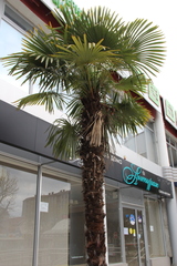 Trachycarpus fortunei