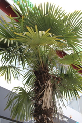 Trachycarpus fortunei