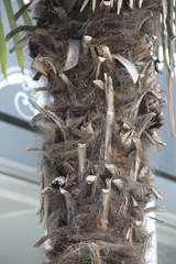 Trachycarpus fortunei