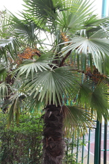 Trachycarpus fortunei