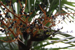 Trachycarpus fortunei