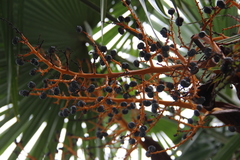 Trachycarpus fortunei