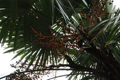 Trachycarpus fortunei