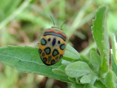 Sphaerocoris annulus