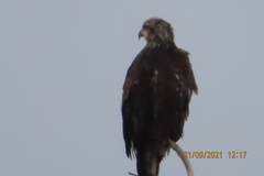 Haliaeetus leucocephalus