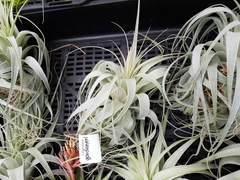 Tillandsia gardneri