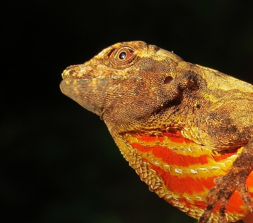 Amazon Bark Anole