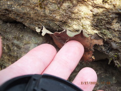 Umbilicariomycetidae