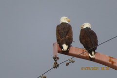 Haliaeetus leucocephalus