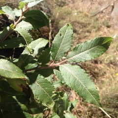 Salix paradoxa