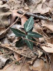 Chimaphila maculata