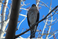 Accipiter striatus