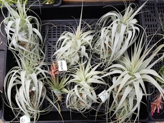 Tillandsia gardneri