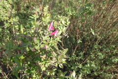 Salvia microphylla
