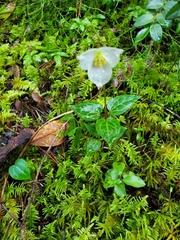 Pseudotrillium rivale