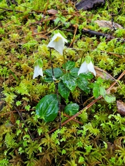 Pseudotrillium rivale