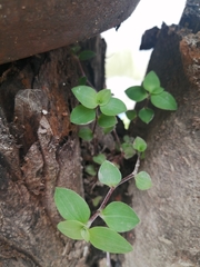 Callisia repens