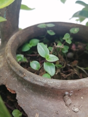 Callisia repens