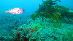 Paratrachichthys trailli