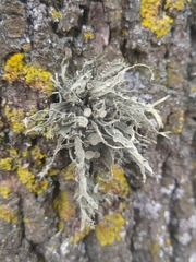 Ramalina fraxinea