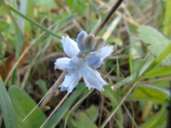 Bellevalia hyacinthoides