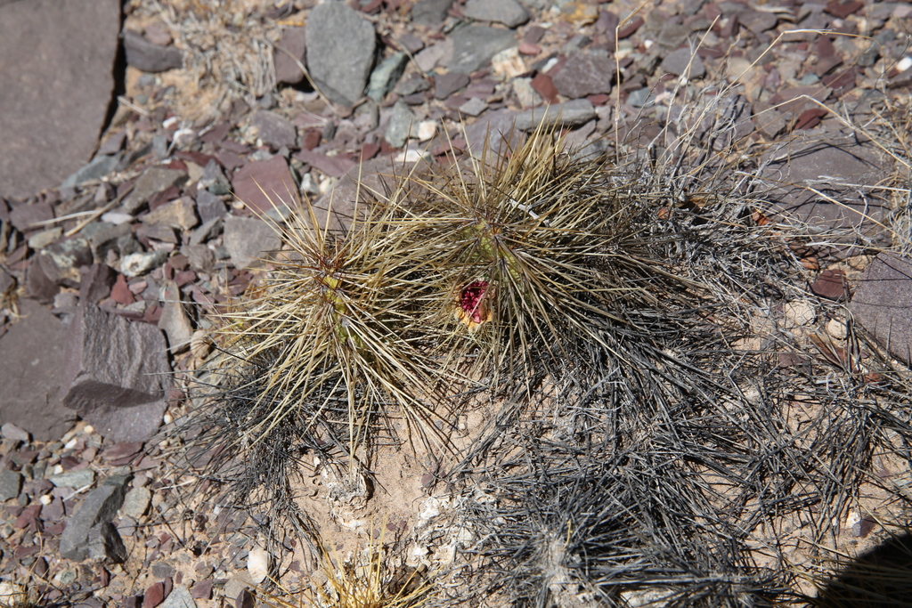 Airampoa tilcarensis