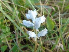Bellevalia hyacinthoides