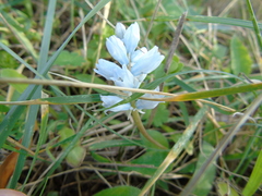 Bellevalia hyacinthoides