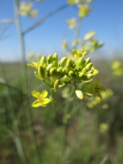 Erysimum virgatum