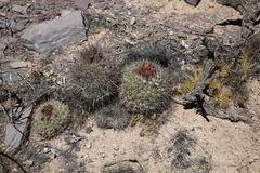 Parodia stuemeri