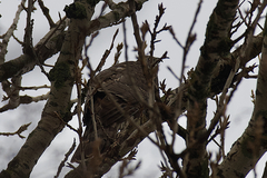 Accipiter gentilis