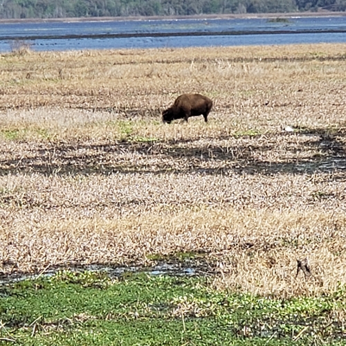 American Bison photographed in Florida