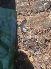 Microplana terrestris