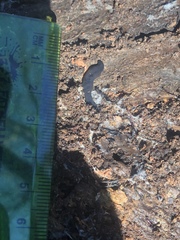 Microplana terrestris