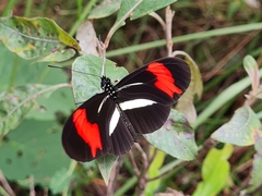 Heliconius besckei