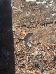 Microplana terrestris