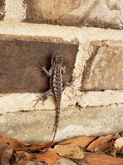 Sceloporus undulatus
