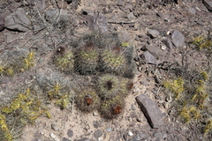 Parodia stuemeri