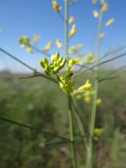 Erysimum virgatum