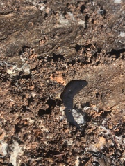 Microplana terrestris