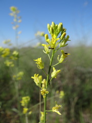Erysimum virgatum