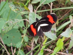 Heliconius besckei