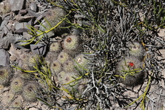Parodia stuemeri