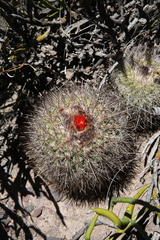 Parodia stuemeri