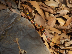 Pliocercus elapoides